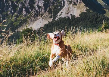 Pet safety tips for outdoor summer adventures