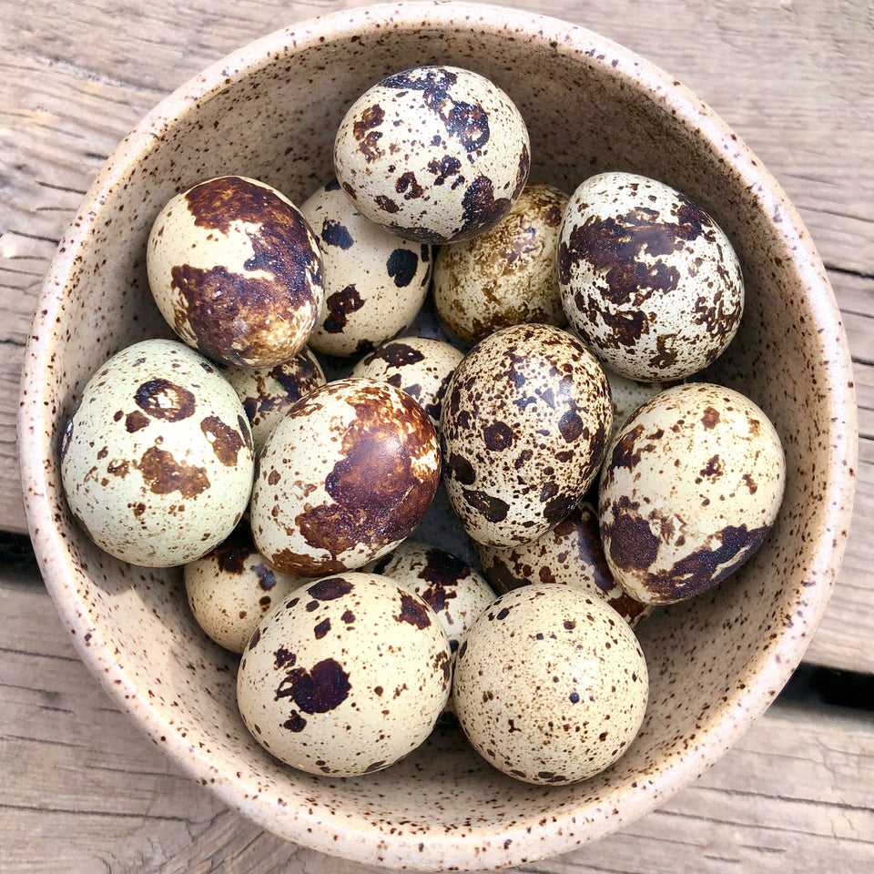 Quail Eggs - Frozen Raw Dog & Cat Treats - Big Country Raw