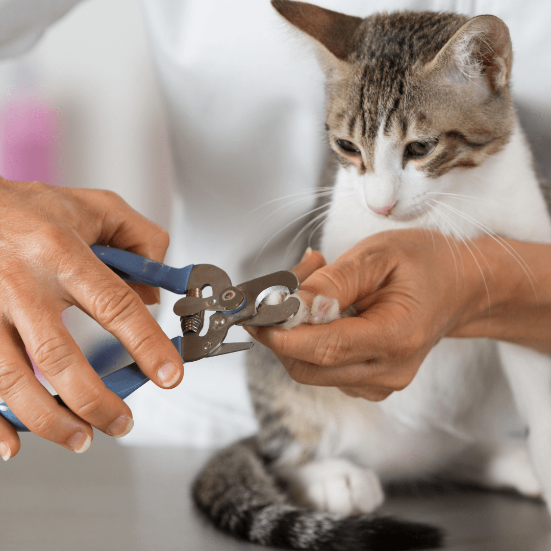 Bath & Brush - Cat Grooming - PetToba - PetToba