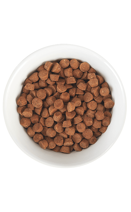 Born Carnivore Baby Kitten Health Deboned Chicken & Egg - Dry Cat Food - Tiki Cat - PetToba - Tiki Cat