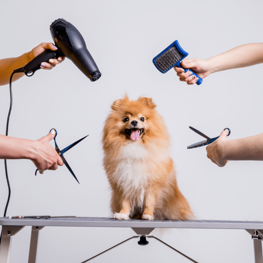 Foot Trim - Grooming - PetToba - PetToba