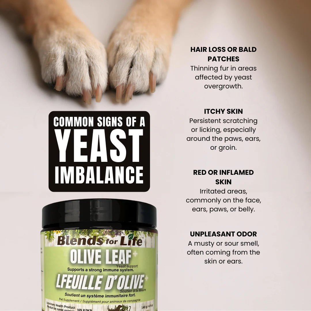 Olive Leaf+ - Dog & Cat Supplements - Blends for Life - PetToba - Blends for Life