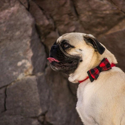 Accent Microfiber Dog Collar With Plaid Bow - Dog Collars - Coastal - PetToba-Coastal
