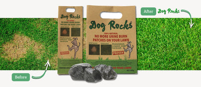 Dog Rocks Lawn Yellow Stain Protection - Dog Rocks - PetToba-Dog Rocks