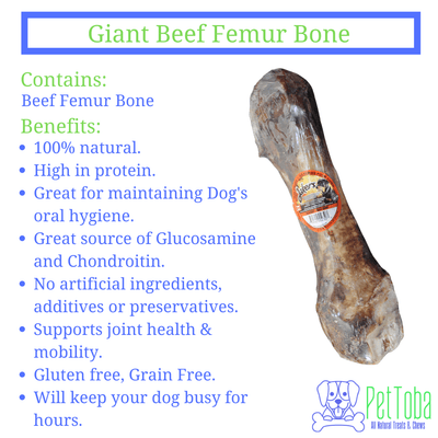 Giant Beef femur bone