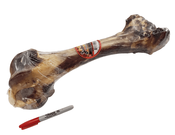 Giant Beef femur bone PetToba