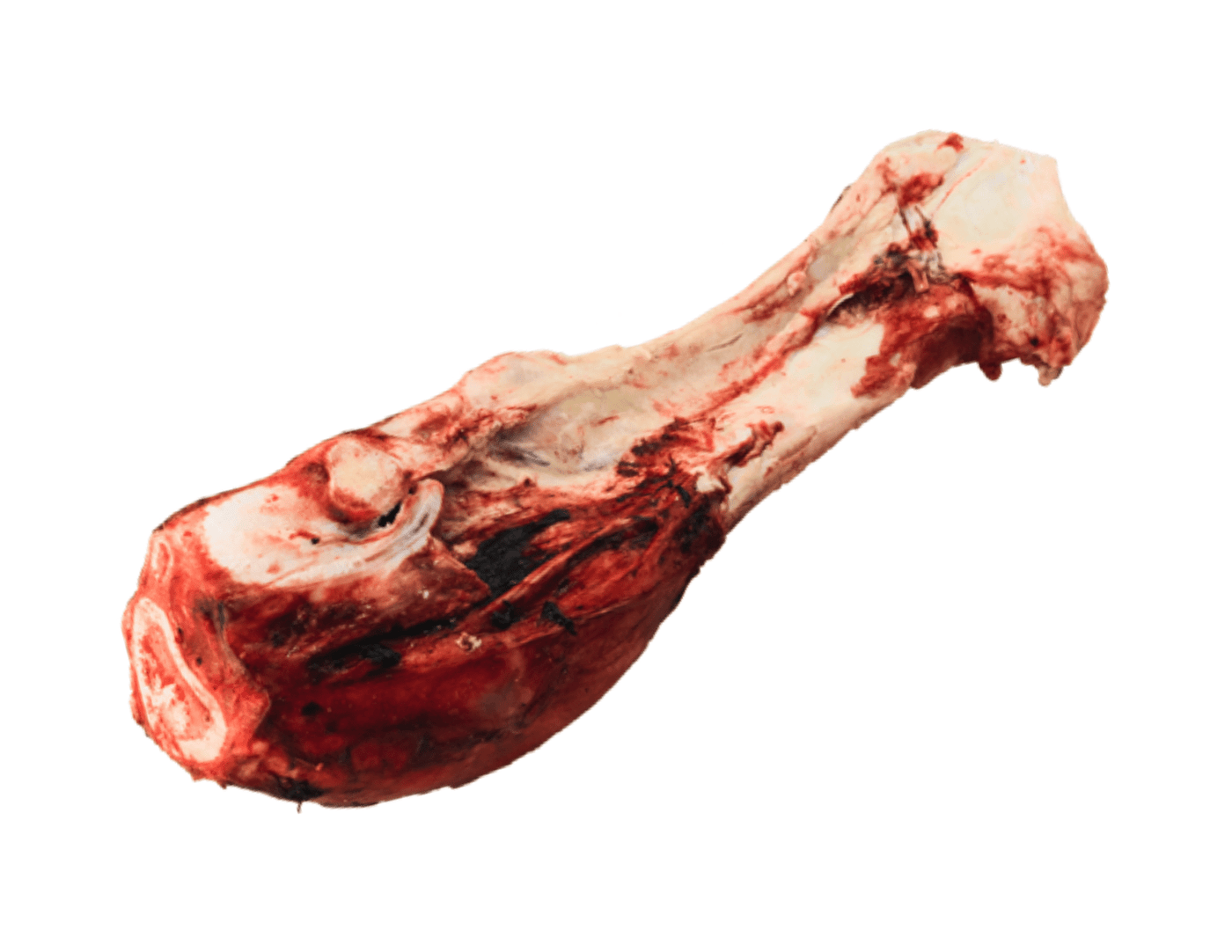 K9 Choice - Whole Dino Bones (Beef Leg) (each), Frozen Dog Chew