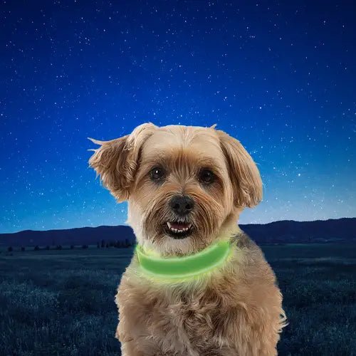 Nitedog® Rechargeable Led Collar - Dog Collar - Nite Ize - PetToba-Nite Ize